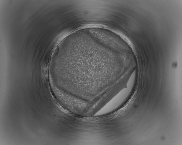 X0000099540953200806061451