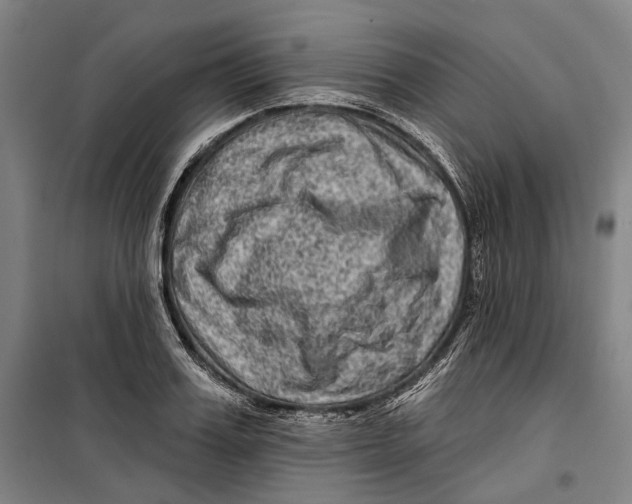 X0000099540987200806061450