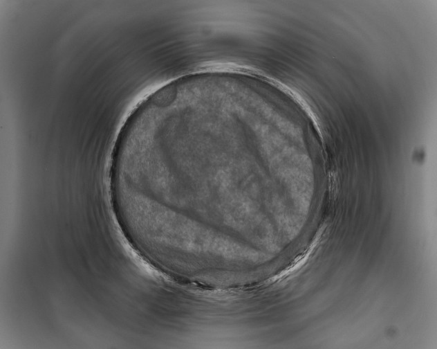 X0000099540995200806061450