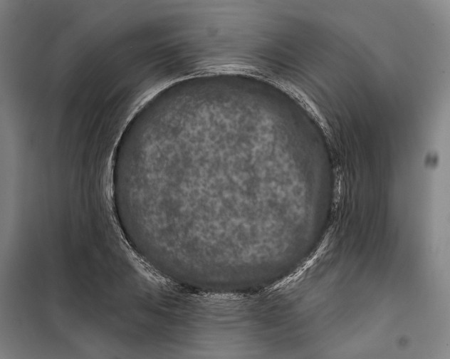 X0000099541031200806061450