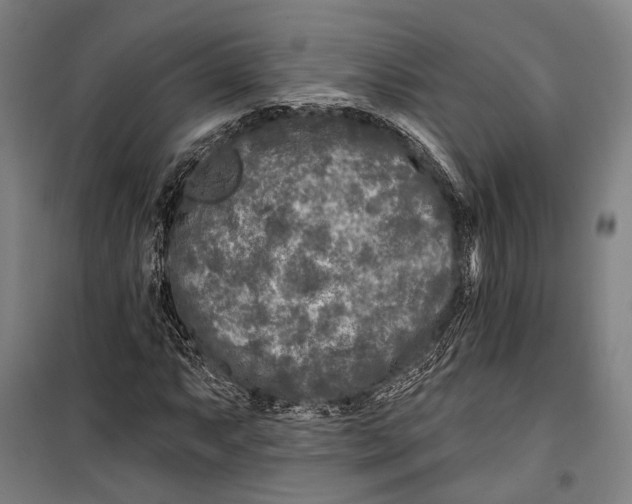 X0000099541063200806061449