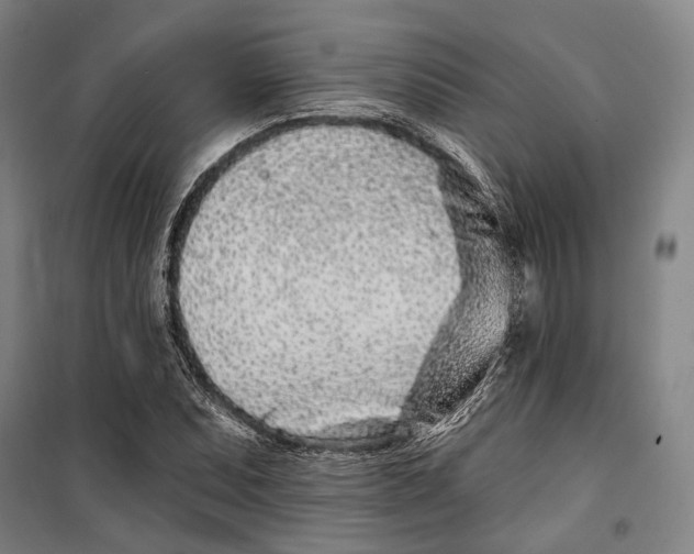 X0000099541071200806061449