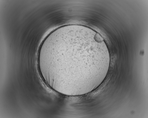 X0000099541094200806061449