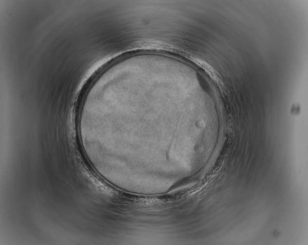 X0000099541120200806061448