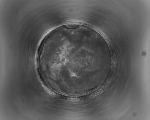 X0000099541128200806061448