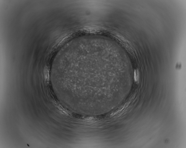 X0000099541155200806061448