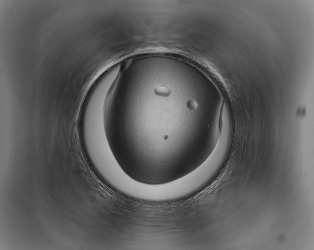 X0000099541173200806061448