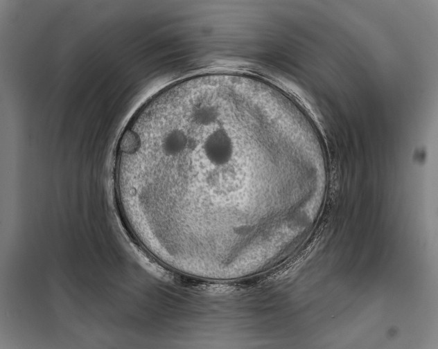 X0000099541235200806061447