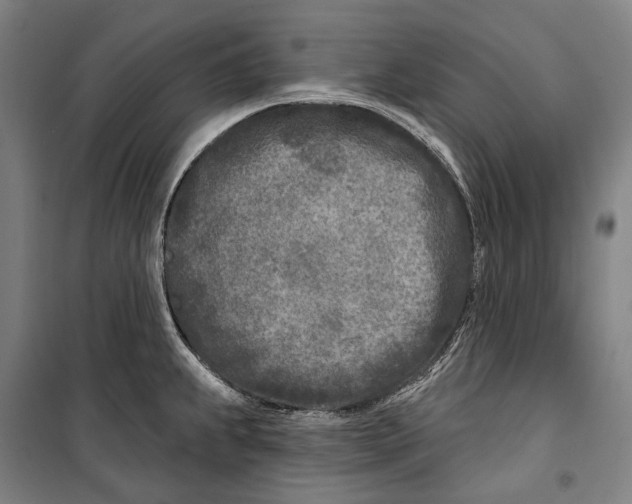 X0000099541239200806061447