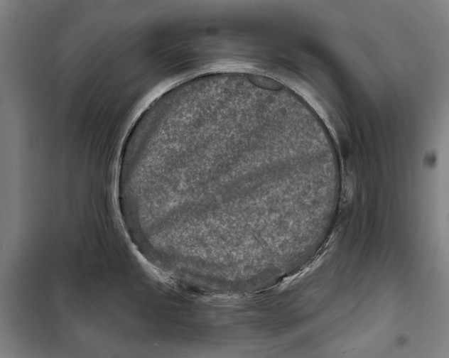 X0000099541245200806061447