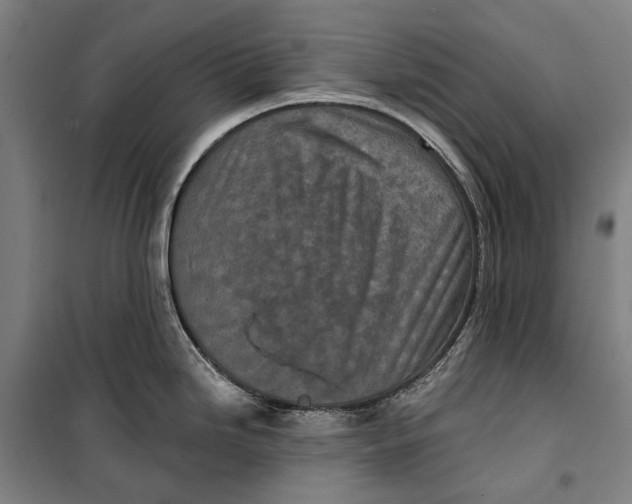 X0000099541246200806061447