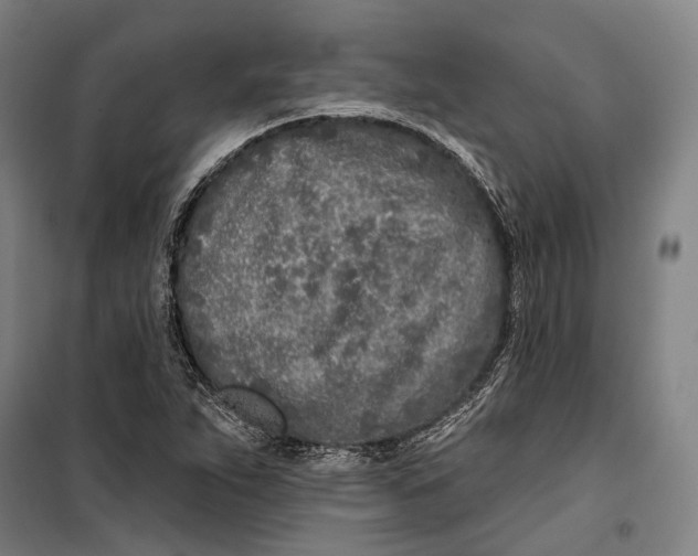 X0000099541263200806061446