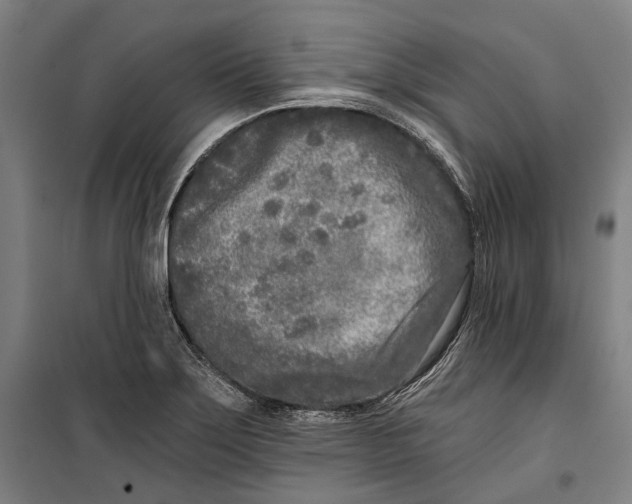 X0000099541275200806061446