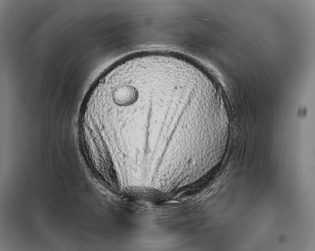 X0000099541279200806061446