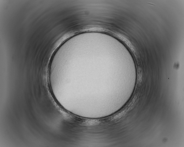 X0000099541282200806061446