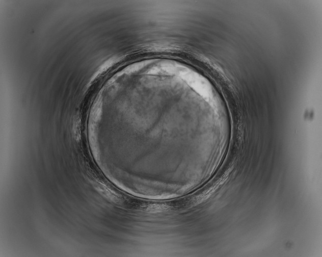 X0000099541306200806061445