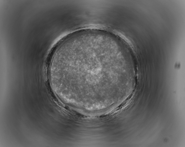 X0000099541310200806061445