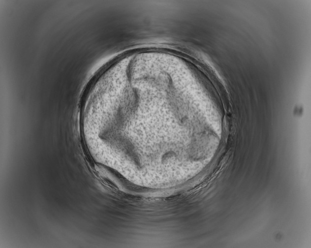 X0000099541320200806061446