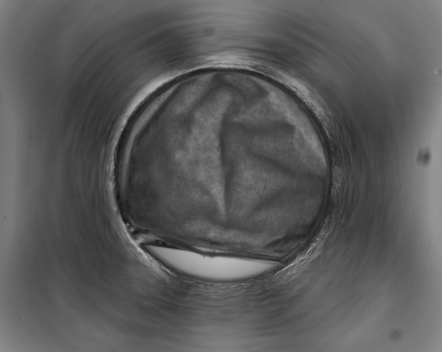 X0000099541331200806061446