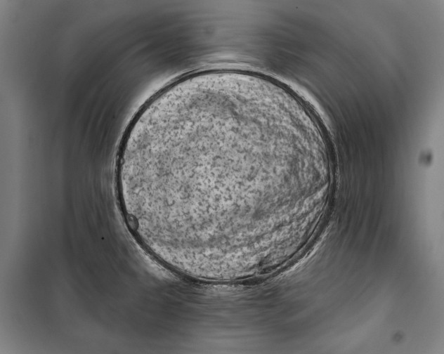 X0000099541333200806061446