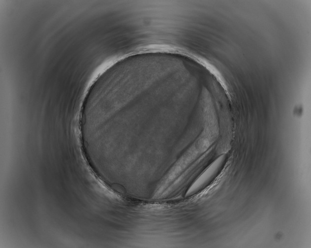 X0000099541373200806061445