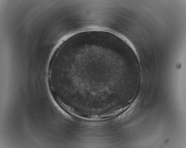 X0000099541381200806061445