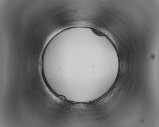 X0000099541387200806061445