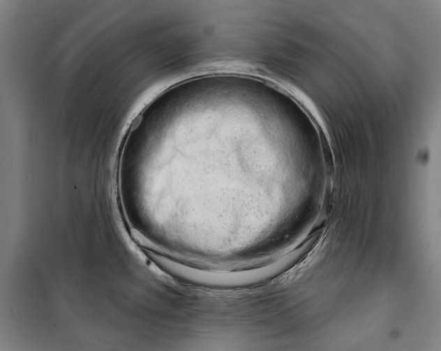 X0000099541389200806061445