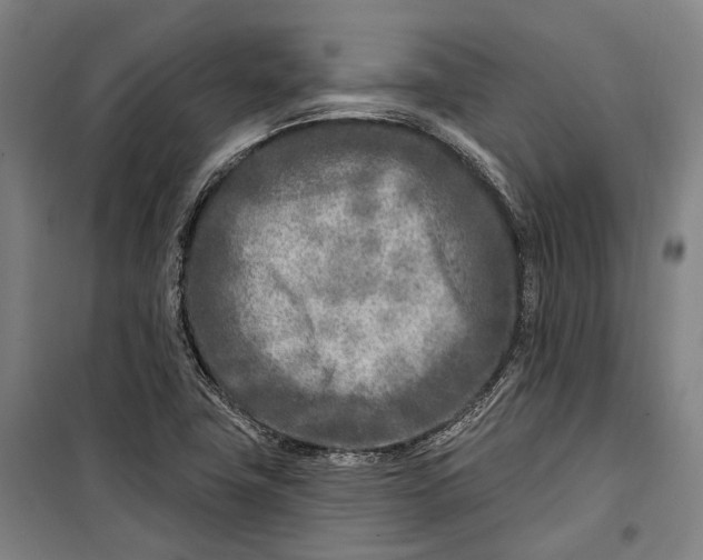 X0000099541411200806061444