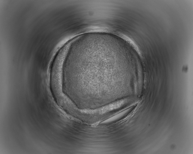 X0000099541419200806061444