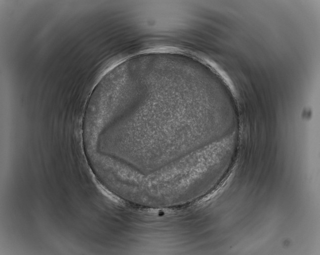 X0000099541425200806061444