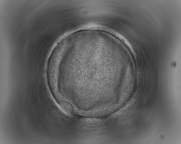 X0000099541429200806061444