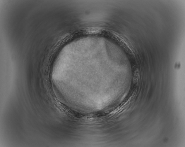 X0000099541441200806061444