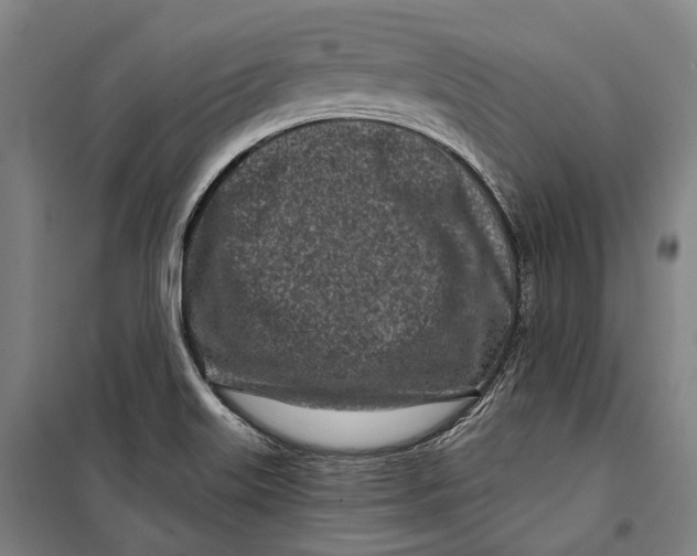 X0000099541515200806061443