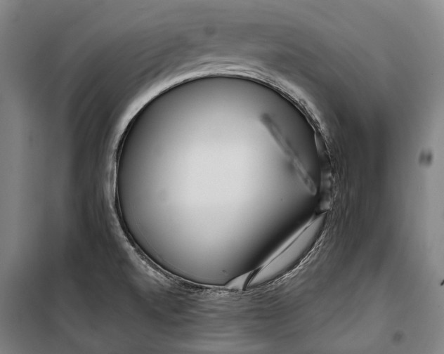 X0000099541520200806061443