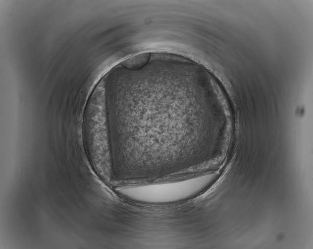 X0000099541529200806061443