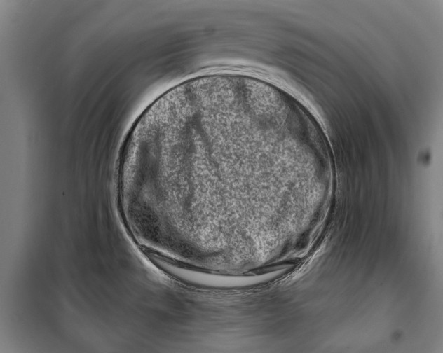 X0000099541533200806061443