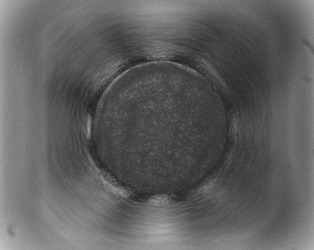 X0000099540076200806131159