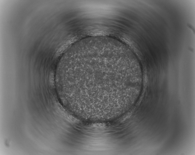 X0000099540353200806131154