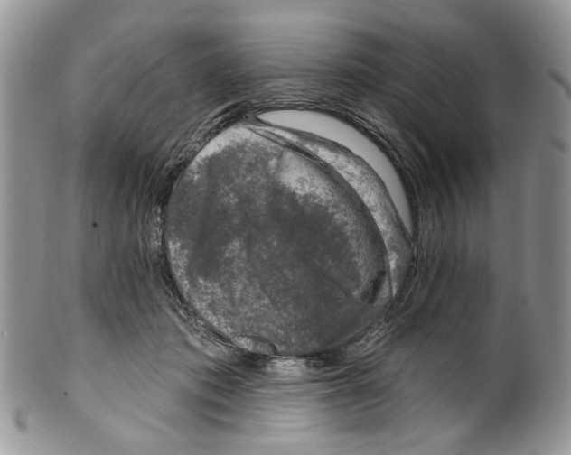 X0000099540413200806131154