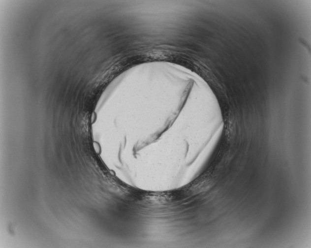 X0000099540466200806131153