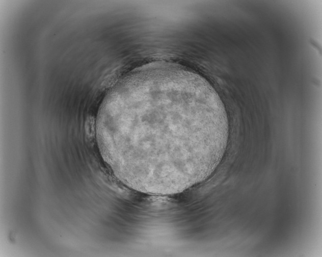 X0000099540528200806131152