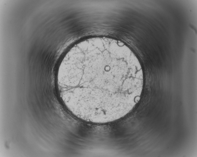 X0000099540584200806131151