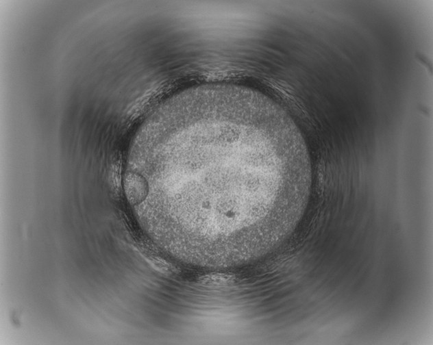 X0000099540691200806131149