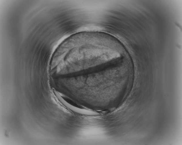 X0000099540864200806131147