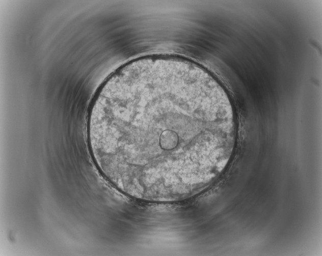 X0000099540950200806131146