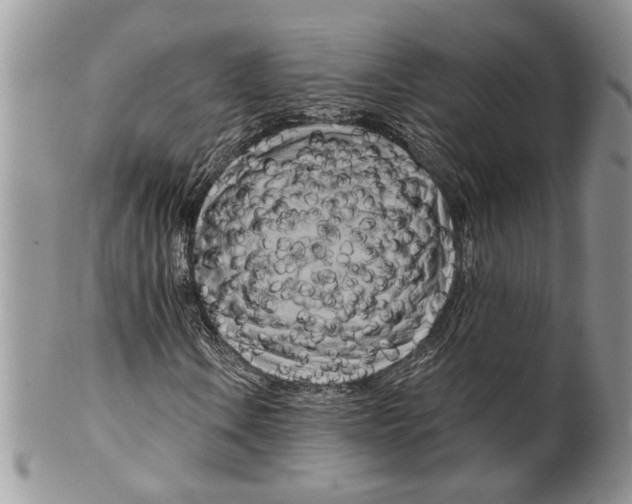 X0000099541106200806131143