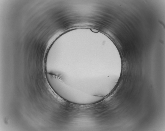 X0000099541196200806131142