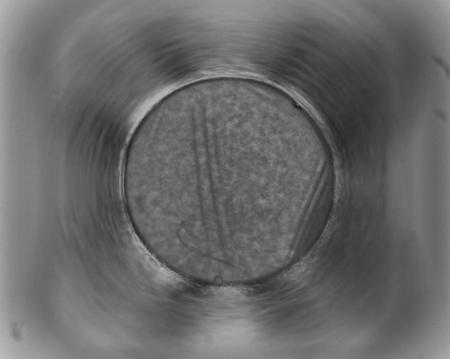 X0000099541246200806131142