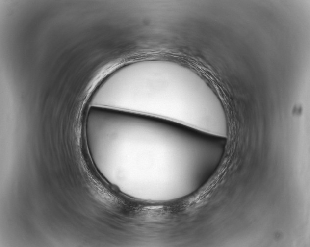 X0000099550054200805160736